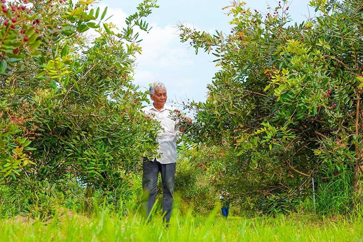 Những ngày đầu tháng 6, nhiều người tìm đến nhà ông Nguyễn Văn Phúc (67 tuổi, ngụ huyện Mang Thít, tỉnh Vĩnh Long) để tham quan, tìm hiểu về hai giống nhãn: nhãn siêu trái và nhãn xuồng tím.