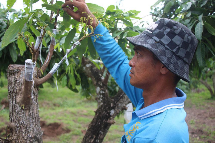Ông nói, nhãn siêu trái có giá bán 100.000 đồng/kg. Cây giống nếu mua lẻ thì giá 1,5 triệu đồng/cây.