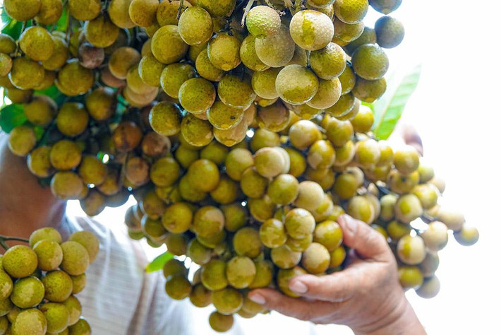 Một chùm nhãn siêu trái trong vườn nhà ông Phúc.