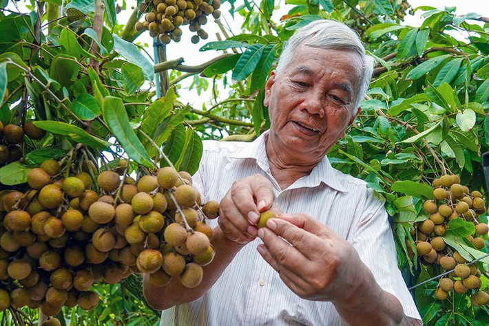 “Cây nhãn 3 năm tuổi của tôi mỗi năm cây cho 150kg trái. Trái có cơm dày, hột nhỏ, cơm và hạt dễ tách. Đặc biệt, nhãn siêu trái đáp ứng được tiêu chí xuất khẩu là đường kính từ 2,5 phân trở lên”, ông Phúc nói.