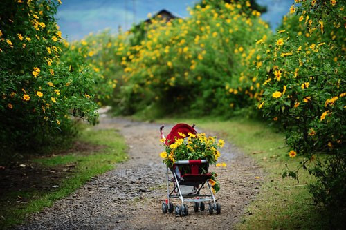 Hoa dã quỳ vàng ươm đang nở rộ ở các vùng cao nguyên như Cao Bằng, Đà Lạt... Đến với những vùng đất này, các bạn trẻ sẽ được chìm đắm trong cảm giác lâng lâng, cảnh sắc hài hòa, màu vàng, xanh xen lẫn vào nhau, đẹp đến nao lòng.