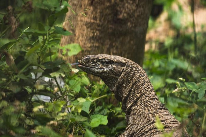 Một con kỳ đà vân (Varanus bengalensis) được nhìn thấy trong khu rừng ở Tehatta, Tây Bengal, Ấn Độ. (Ảnh: Soumyabrata Roy/NurPhoto/Rex/Shutterstock)