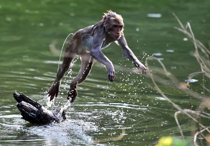 Một con khỉ nhảy trên mặt ao giữa ngày hè oi bức ở Allahabad, Ấn Độ. (Ảnh: Sanjay Kanojia/AFP/Getty)