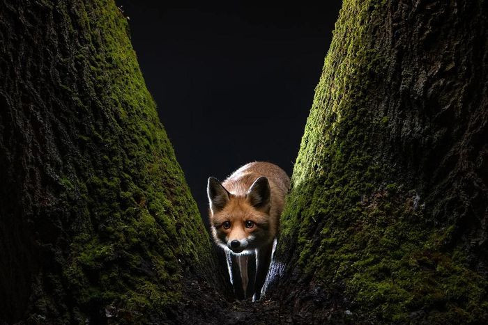 Tác phẩm “Fox’s Tale” (câu chuyện của cáo) của nhiếp ảnh gia người Hungary, Milan Radisics, giành chiến thắng ở hạng mục “Động vật hoang dã và thiên nhiên” của Giải thưởng nhiếp ảnh Sony World 2022. (Ảnh: Milan Radisics)
