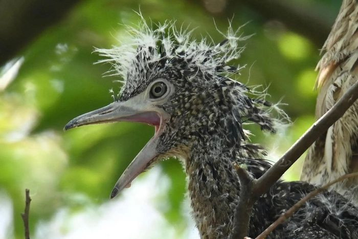 Con vạc rừng (Gorsachius melanolophus) nằm trong tổ tại một công viên ở thành phố Đài Bắc, Đài Loan (Trung Quốc). (Ảnh: Sam Yeh/AFP/Getty)