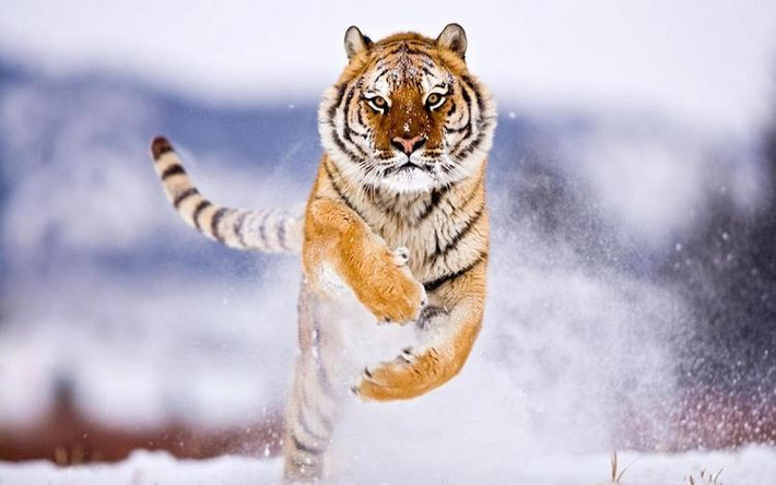 Ngoài ra, phụ nữ tuổi Dần cũng sắp xếp nhiều hoạt động ngoài trời như leo núi, chạy bộ, vừa tận hưởng thiên nhiên vừa tăng cường thể lực. Thái độ sống tích cực này giúp họ duy trì tinh thần và sức khỏe ở trạng thái tốt nhất, sống đầy đủ và vui vẻ.