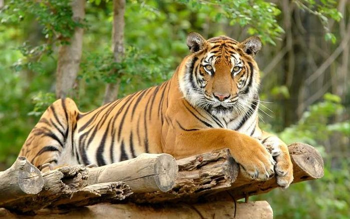 Tuy nhiên, với bản tính cần kiệm của mình, người tuổi Dần vẫn có thể trang trải được khá tốt trong cuộc sống. Cần lưu ý về vấn đề tranh chấp tiền bạc, tuổi Dần nên cẩn thận trong việc chọn đối tác làm ăn, nhất là người trong gia đình.