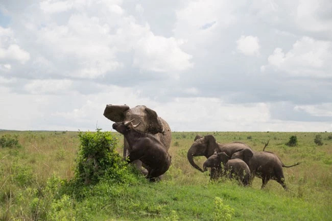 Cảnh tượng này do cô Kimberly Maurer ghi lại được khi đang tham quan Khu bảo tồn Masai Mara, Kenya.