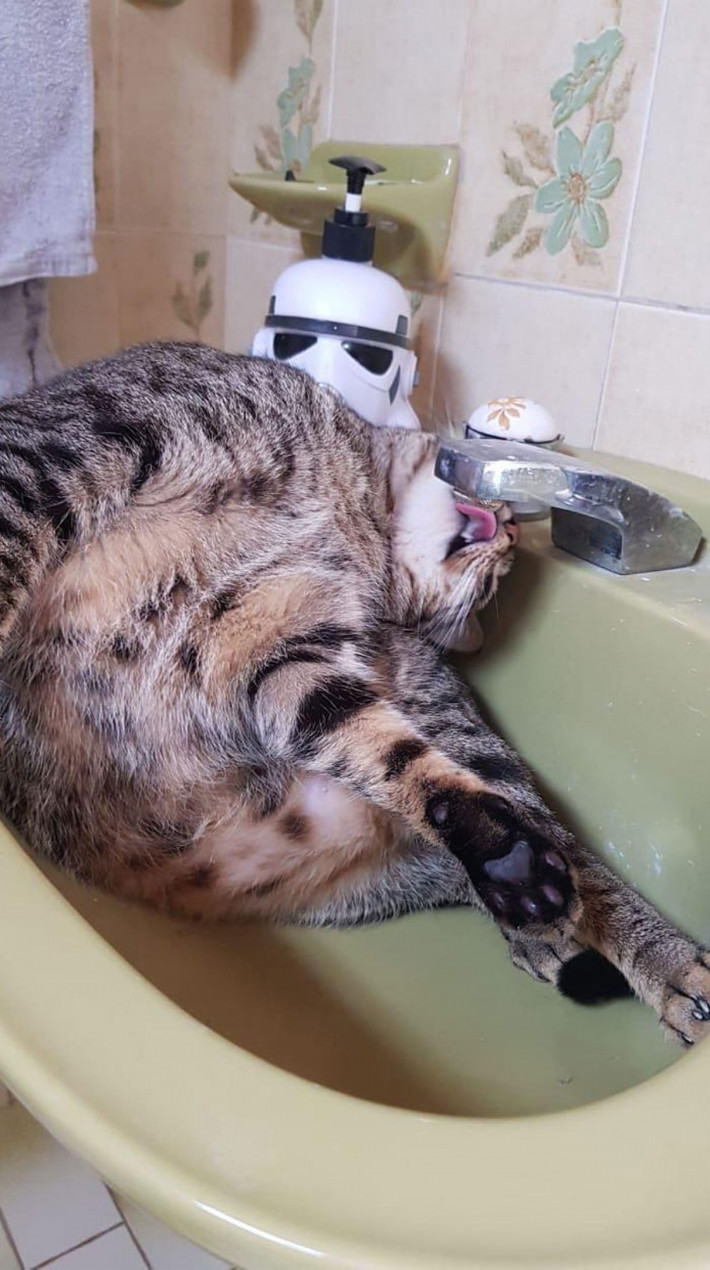 Cách uống nước của chú mèo này vô cùng khó hiểu./.