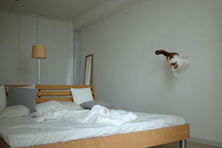 "Spider mèo".
