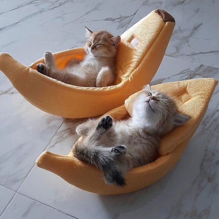 Khoảnh khắc nghỉ ngơi đáng yêu của hai chú mèo con.
