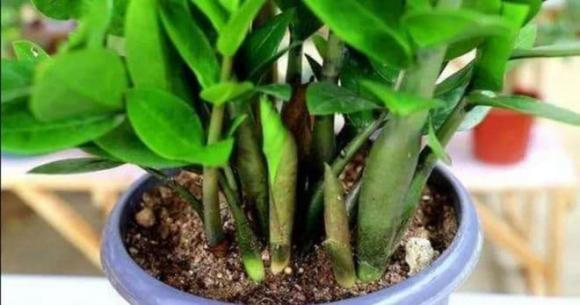 2 mệnh trồng cây kim tiền, của nả dễ đội nón ra đi - Hình 2 2 menh trong cay kim tien, cua na de doi non ra di-Hinh-2