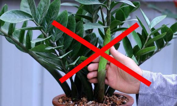 2 mệnh trồng cây kim tiền, của nả dễ đội nón ra đi - Hình 3 2 menh trong cay kim tien, cua na de doi non ra di-Hinh-3