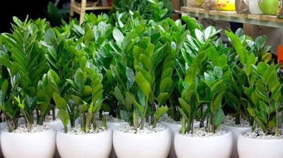 2 mệnh trồng cây kim tiền, của nả dễ đội nón ra đi 2 menh trong cay kim tien, cua na de doi non ra di