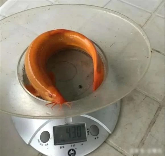 'Chạch lai cá vàng' cực quý, 9x nuôi thử thu trăm tỉ - Hình 2 'Chach lai ca vang' cuc quy, 9x nuoi thu thu tram ti-Hinh-2