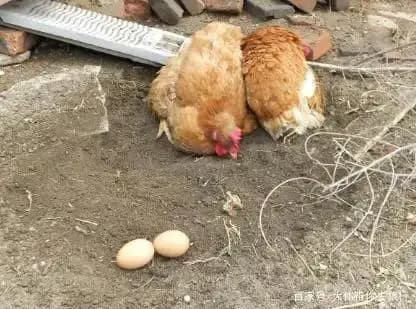 Tại sao gà mái không nổi giận khi trứng của mình bị lấy mất? - Hình 3 Tai sao ga mai khong noi gian khi trung cua minh bi lay mat?-Hinh-3