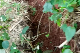 Phát hiện vết nứt dài hơn 60m gần Quốc lộ 7 ở Nghệ An