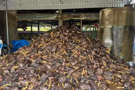 Gà chết hàng loạt, nhiều chủ trại ở Nghệ An trắng tay sau bão số 10