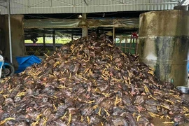 Gà chết hàng loạt, nhiều chủ trại ở Nghệ An trắng tay sau bão số 10