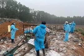 Dịch tả lợn Châu Phi diễn biến phức tạp ở Thanh Hóa