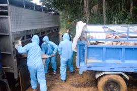Phạt chủ phương tiện, tiêu hủy lợn vận chuyển qua vùng có dịch ở Đà Nẵng