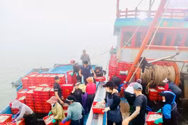 Trúng đậm mẻ cá ngứa, ngư dân Nghệ An 'đút túi' 500 triệu đồng