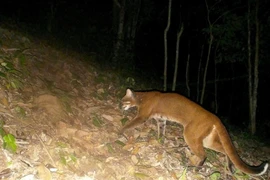 Lần đầu beo lửa đặc biệt quý hiếm 'dính' bẫy ảnh ở Nghệ An