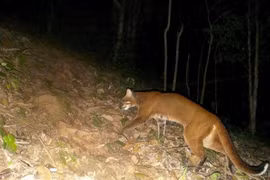 Lần đầu beo lửa đặc biệt quý hiếm 'dính' bẫy ảnh ở Nghệ An