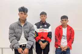 Bắt 3 đối tượng nhổ trộm gần 300 gốc sâm Ngọc Linh ở Đà Nẵng