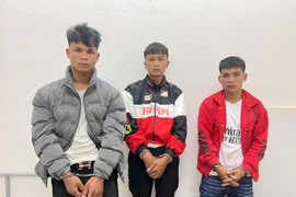 Bắt 3 đối tượng nhổ trộm gần 300 gốc sâm Ngọc Linh ở Đà Nẵng