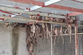 Chặn đứng xe khách chở “kho hàng sống” trên đường ra Bắc