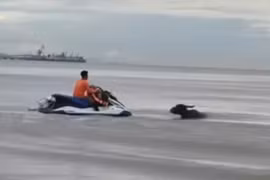 Giải cứu thành công đàn trâu bị nước lũ cuốn trôi ra biển Cửa Lò