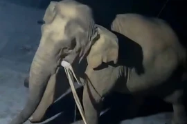 Voi rừng xuống núi vào nhà dân ở Nghệ An tìm kiếm thức ăn 