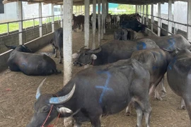 Bắt giữ xe tải chở 48 con trâu, bò không rõ nguồn gốc ở Nghệ An