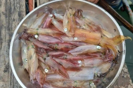 Mực nhảy Vũng Áng - Món ngon khó cưỡng khi đến Hà Tĩnh