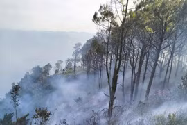 Kịp thời khống chế cháy rừng trên núi Rồng ở Nghệ An