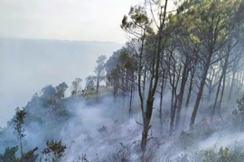 Kịp thời khống chế cháy rừng trên núi Rồng ở Nghệ An