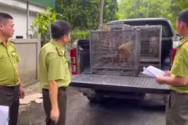 Vườn Quốc gia Pù Mát tiếp nhận 5 cá thể động vật hoang dã 