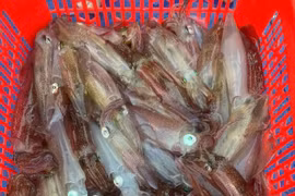 Mực nhảy Vũng Áng 'hút khách' du lịch, giá cao vẫn cháy hàng