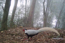 Khoảnh khắc hiếm có của gà lôi trắng ở Nghệ An qua bẫy ảnh 