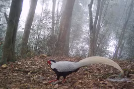 Khoảnh khắc hiếm có của gà lôi trắng ở Nghệ An qua bẫy ảnh 