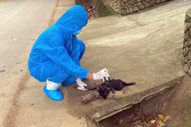 Chó hoang mắc bệnh dại cắn 5 người bị thương ở Đà Nẵng