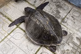 Ngư dân Đà Nẵng giao nộp cá thể đồi mồi dứa quý hiếm mắc vào lưới đánh cá