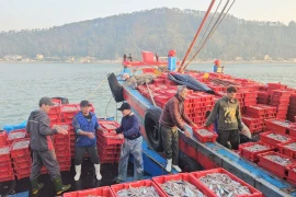 Mở biển thắng lớn, ngư dân Cửa Lò đón mùa cá cơm bội thu