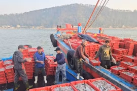 Mở biển thắng lớn, ngư dân Cửa Lò đón mùa cá cơm bội thu