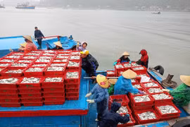 Ngư dân Nghệ An bội thu 'lộc biển' đầu năm, phấn khởi vươn khơi