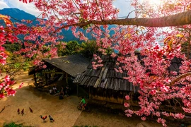 Sắc anh đào bừng sáng núi rừng nơi biên viễn xứ Nghệ