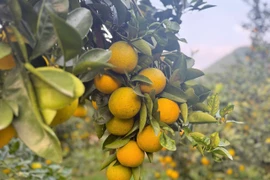 Cam giòn Đồng Lộc rực rỡ mùa vàng, nâng cao giá trị kinh tế địa phương