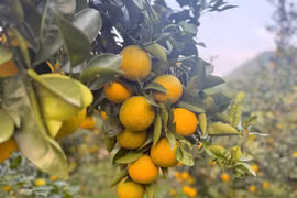 Cam giòn Đồng Lộc rực rỡ mùa vàng, nâng cao giá trị kinh tế địa phương