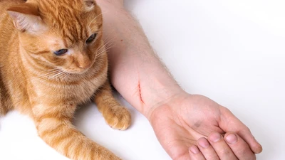 Bệnh dại từ chó mèo đừng để kỳ nghỉ hè thành bi kịch